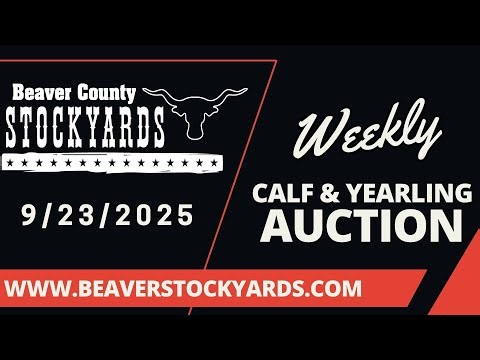 9/23/2025 - Calf & Yearling Auction- Beaver County Stockyards