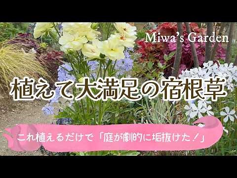 【おすすめ宿根草＊植えて大満足９選🌺】秋に植えたい！丈夫で庭が劇的に垢抜けるおしゃれな草花｜ガーデニング・庭づくり