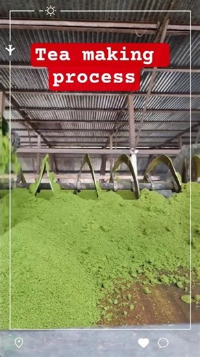 Tea making process