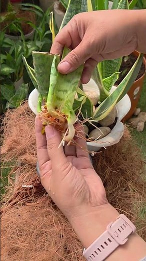 How to Grow Snake Plants from Cuttings (Water Method) 💧