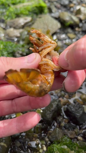 Shrimp Parasite Removal: A Wildlife Rescue Story