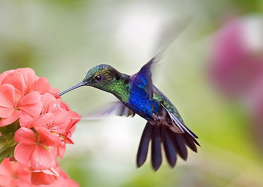 Comment faire du nectar à colibri
