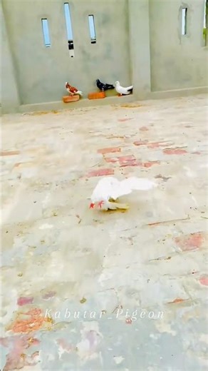 ground roller pigeon 🥰♥️🕊️ #pigeonlover #bird #viral