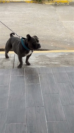 El tamaño de este bully salio a dar la vuelta a la calle
