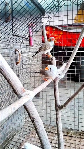Zebra finch breeding setup 😍 | 2 pair finch | #birds #pets #shorts #breedingsetup