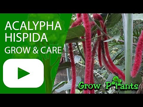 Acalypha hispida - grow & care (Chenille plant)