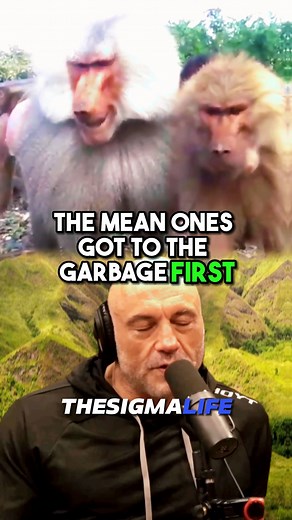 How BABOONS Got Rid of the ALPHA MALE Bullies #monkey #monkeys #monkeysoftiktok #scary #scarystories #animals #wildanimals #ape #thailand #scarymonkey #animalsworld #animalsfunny #animalsurvival #wildlife #natureismetal #joerogan #joeroganpodcast #jre #jreclips | The Sigma Life