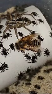 231K views · 1.9K reactions | ️ Wolf Spider Carrying Her Babies — Nature’s Toughest Mom!  A mother wolf spider moves carefully with dozens of tiny spiderlings on her back, protecting them with every step. Strong, fearless, and always alert — this is one of the most dedicated moms in the wild.  #WolfSpider #Spiderlings #SpiderMom #WildlifeMoment #CreepyCrew #NatureUpClose #AmazingNature #WildEncounters #US #UK | Insect Insider | Facebook