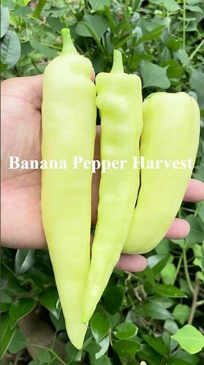 Banana Pepper Harvest #farming #pepper #garden