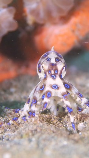 2.7K views · 101 reactions | The mesmerizing blue-ringed octopus:...