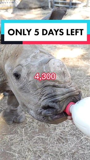 Can you help today? #RhinoHeroes #SaveTheRhinos The world's largest rhino orphanage needs urgent assistance. Platinum Rhino Conservation Enterprise is the world's largest and most successful rhino conservation program. Our rhino safe haven cares for and protects almost 2000 Southern white rhinos and other #Wildlife. Our rhino orphanage is the largest rhino orphanage on earth and currently cares for more than 70 orphans. We urgently need help to feed these baby rhinos. Can you help? Be a #RhinoHe