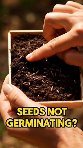 Why Your Seeds Are Not Germinating 🌱 Fix These Mistakes for Faster Sprouting