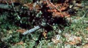 'I'm dead serious': San Antonio couple calls 911 after 'Bigfoot' sighting