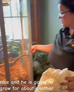 16K views · 125 reactions | Something new is on exhibit! Meet Kronos  | Roosevelt Park Zoo | Facebook