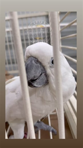 Who needs a watch dog when you’ve got Nemo!? Meet Nemo 🐦✨ Our sweet, sassy, cuddle-bug umbrella cockatoo who’s still wondering why his “forever flock” hasn’t scooped him up yet. Let me paint the picture: Nemo is 12 years young, whispers sweet nothings, loves to snuggle, and has a soft spot for the ladies. 💕 He’s basically the bird version of that guy who brings you coffee just the way you like it. But here’s the catch (and it’s a sharp one) 👉 Nemo thinks all men could use a few extra piercing