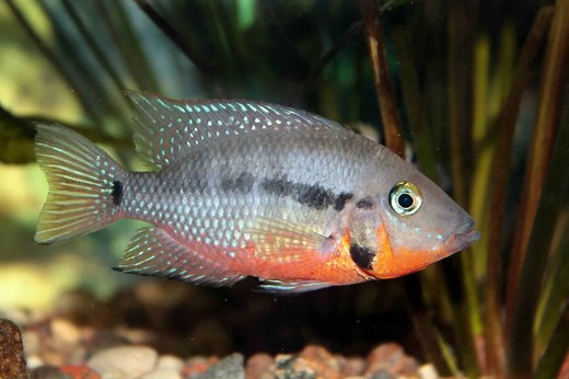 Firemouth Cichlid Care Guide & Species Profile