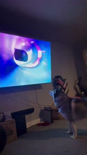 oiiaoiia cat and dog #shorts #oiiaoiia #viral #fyp