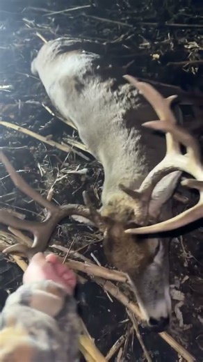 Stud Minnesota buck from last year. #hunting #whitetail