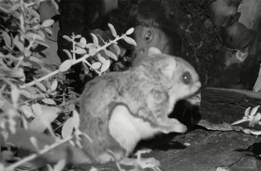 Did You Know You Can Spot Flying Squirrels in the Wild in Texas?