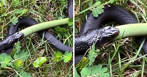 Snake devours another snake in the middle of North Carolina garden