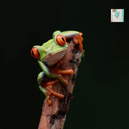 Why Red-Eyed Tree Frogs Need Those Eyes