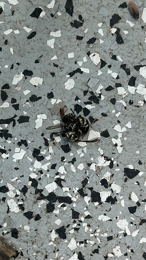 Piss Yourself Daily | burping after chugging cola underwater | Instagram