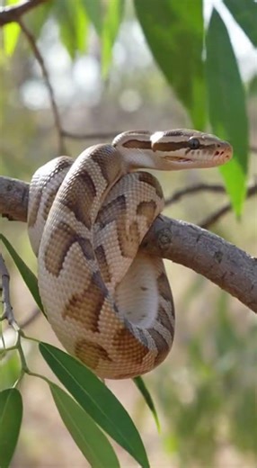 The Truth About the "Children's" Python (It's Not What You Think!) #fypシ #fypシ゚viral #fyp #Snakes