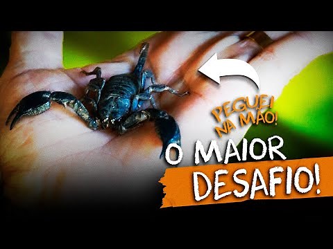 ESCORPIÃO GIGANTE: A VIDA SELVAGEM E OS DESAFIOS DO ARAGUAIA!