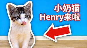 【中配】我养了只小奶猫 - Half-Asleep Chris