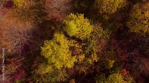texture of yellow leaves on the tree. view from the mountain. autumn from a bird's eye view. aerial photography of the autumn garden. aerial view of yellow leaves on a tree. the quadcopter hovered ove