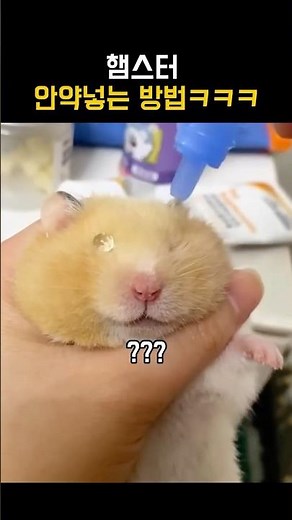 햄찌 안약 넣는 방법 ㅋㅋ