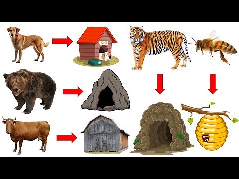 Animals and their homes | Animals home | Home of animals | Animal homes | Animal shelter for kids