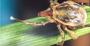 There is an alarming increase of people and pets being bitten by ticks. This video shows you how to safely remove them. Story: http://bit.ly/2bUANUG | The Manly Daily