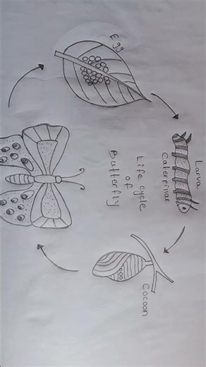 life cycle of a butterfly 🦋 diagram practice