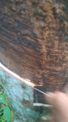 rubber tapping"don't want to unite/get together" 😆 #howrubberismade #nature #wildlife #rubber #bee