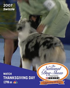 746 reactions · 228 shares | Catch The National Dog Show Presented by Purina on Thanksgiving Day at Noon on NBC. | Purina | Facebook