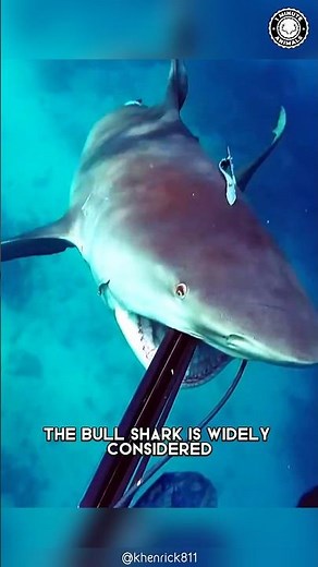 Bull Shark 🦈 The Most Dangerous Shark!