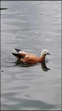 Moscow duck Life. Parents and children... #birds #russia