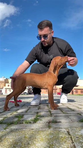 Azzurra Red Force: Exploring Pitbull Training Techniques