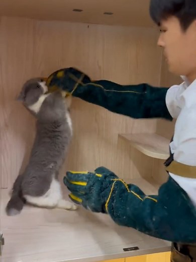 Understanding Aggressive Cat Grooming Behavior