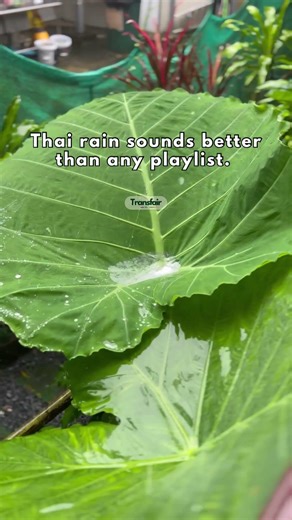 Thai rain sounds better than any playlist, a relaxing backdrop for island trips and r...