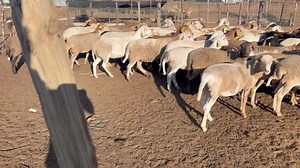 MEATMASTER SHEEP FOR SALE They are pregnant and some with lambs. Sold in batches of 10 ewes Price P45000.00 per batch Located in Kgatleng,ko masimong a Mmakgomo,30kms from Mochudi. Call 71482148 | Sahara GOAT Breeders