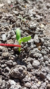 🌱🌻¿Qué es un cotiledon?🤔🌱 | Coyotillo Guerrero Ramirez