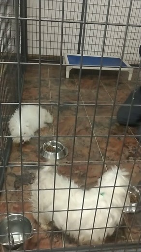 1M views · 10K reactions | Take a walk with us as we welcome our newest arrivals!  Interested in learning about adoption? Visit us here: https://nmdr.org/our-dogs/adopt/ #NMDR #Rescue #PuppyLove | National Mill Dog Rescue | Facebook