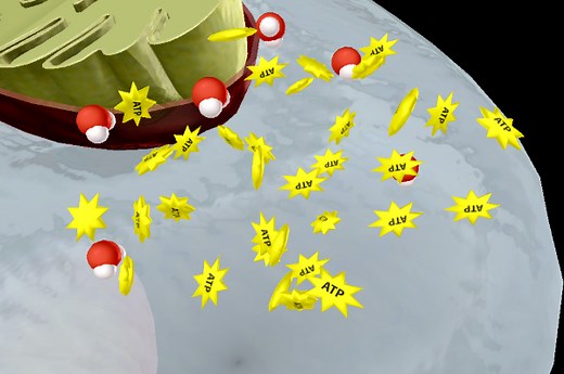 Energy & Metabolism Part 2: Cellular Respiration
