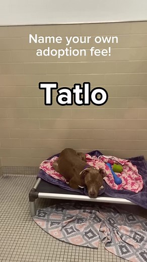 Name Your Own Fee Dogs at Seattle Humane