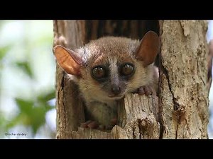Gray Mouse Lemur, Madagascar