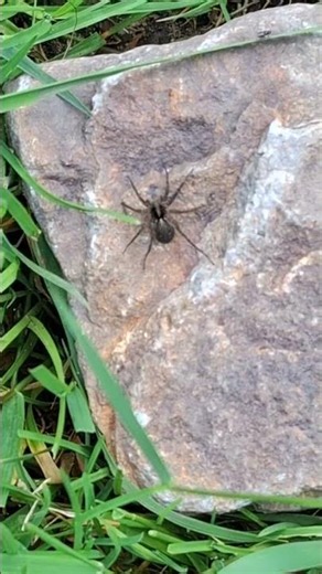Hauswinkelspinne #spider #arthropoda #spinnen #wildlife #natur #stein #tier #animal