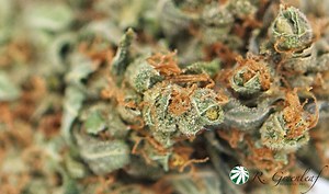 Big Bud | Marijuana Strain Reviews