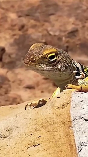 🦎 Desert Collared lizard 🦎 staying still on a rock